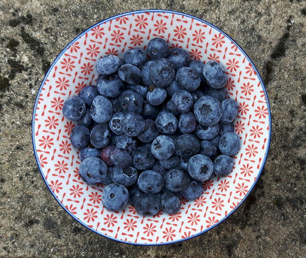 Blueberries – A child’s medicine